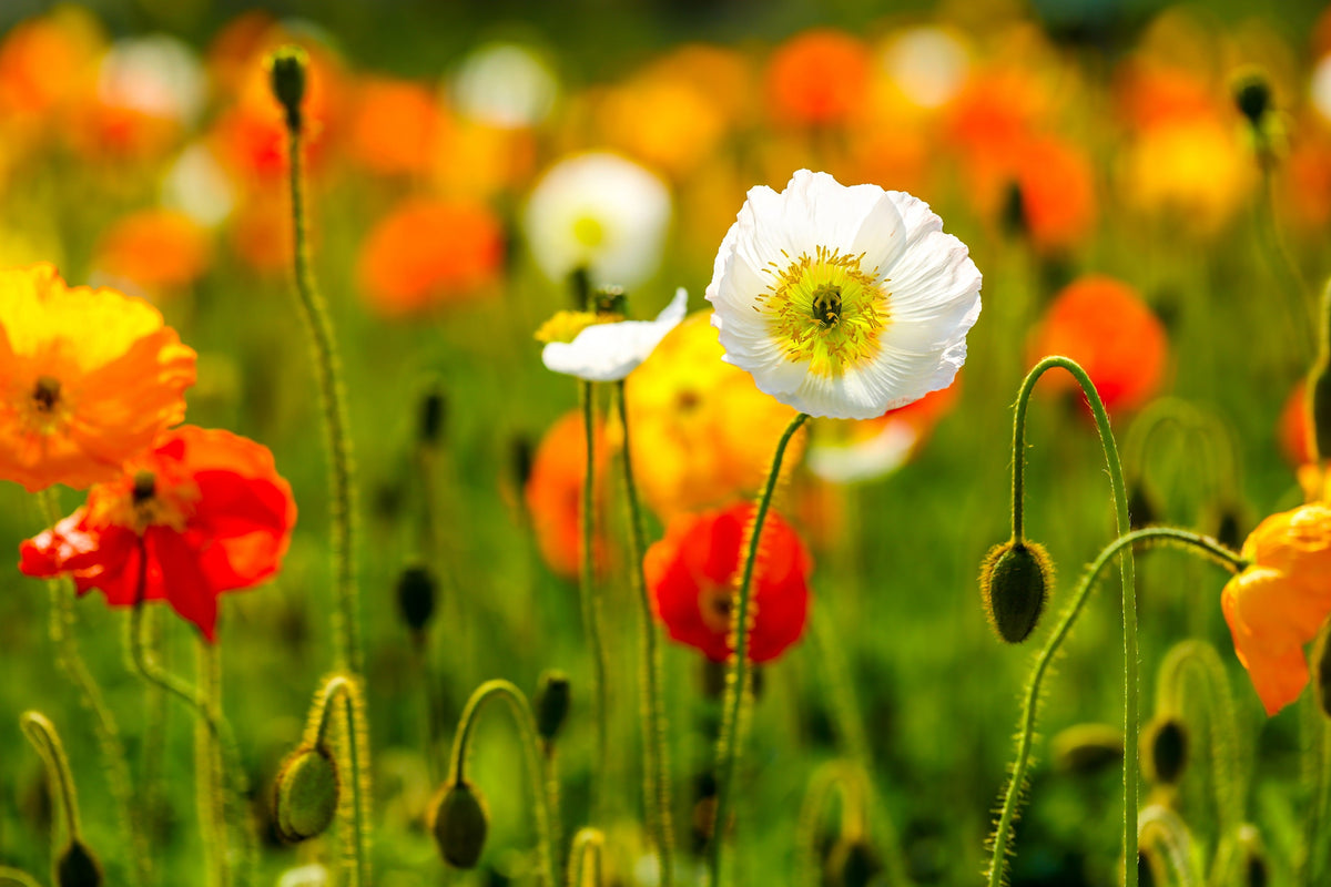 Iceland Poppy Mix Seeds – Papaver Nudicaule Mixed Colors Flower – photo 11