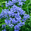 10 WOOD HYACINTH Mixed Colors English Woodland Spanish Bluebell Scilla Campanulata Hyacinthoides Hispanica Pink Purple White Flower Seeds