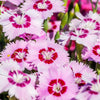 Cottage Pinks Seeds – (Garden, Laced, or Feathered Pink) Dianthus Plumarius Flower – photo 8