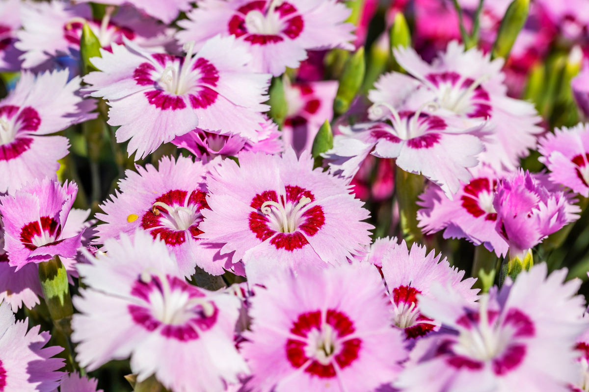 Cottage Pinks Seeds – (Garden, Laced, or Feathered Pink) Dianthus Plumarius Flower – photo 8