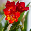5 ROYAL CHAMPION Mix FREESIA Mixed Colors Pink Blue Purple Yellow Red Orange Flower Seeds