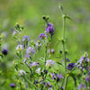 2000 ALFALFA Medicago Sativa Flower Plant Seeds