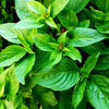 Licorice Basil Ocimum Basilicum Herb Flower Seeds – photo 3