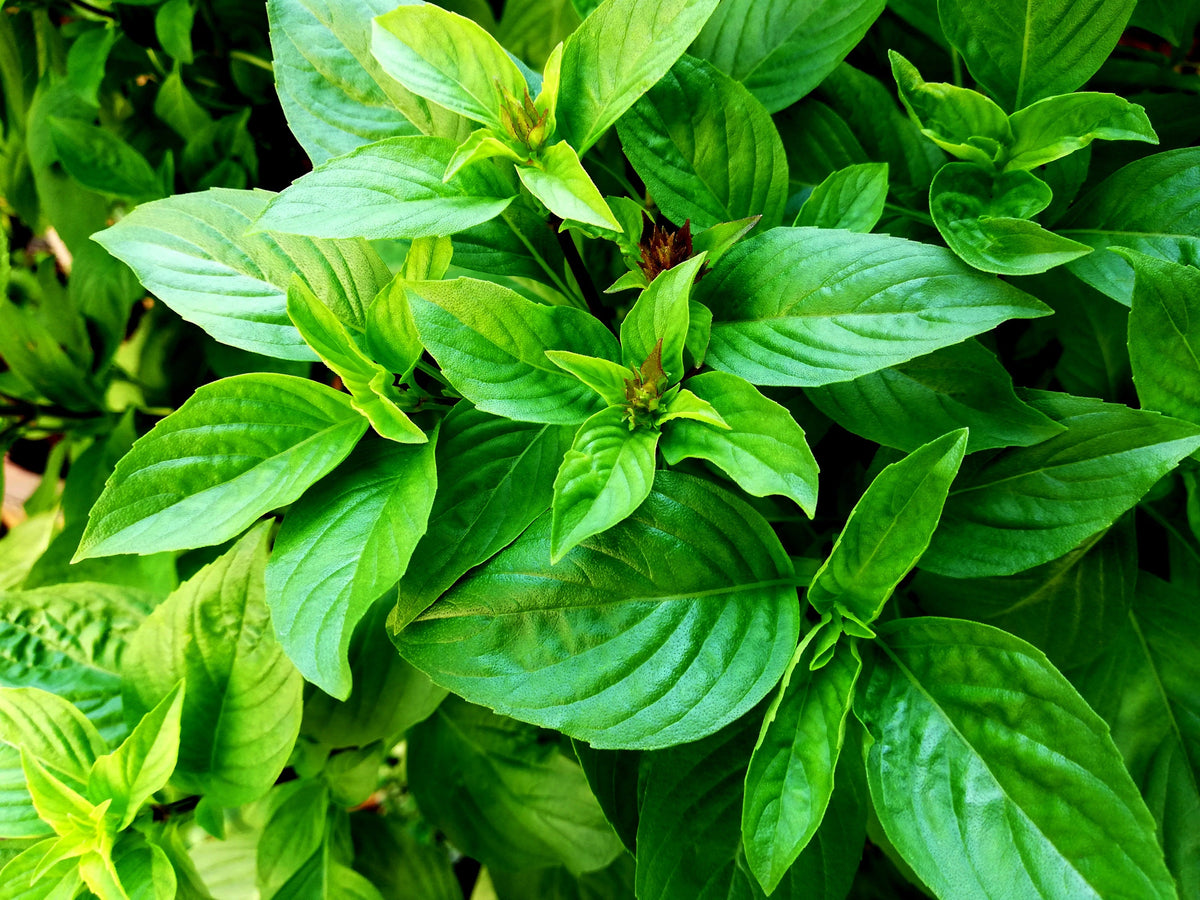 Licorice Basil Ocimum Basilicum Herb Flower Seeds – photo 3