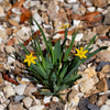 10 YELLOW EYED GRASS Ornamental Sisyrinchium Californicum Flower Seeds