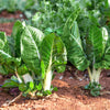 250 BARESE SWISS CHARD White Rib Perpetual Spinach Beta Vulgaris Vegetable Seeds