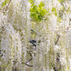 5 WHITE WISTERIA Floribunda Alba Ornamental Japanese Flower Vine Seeds