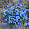500 Blue FORGET ME NOT Myosotis Sylvatica Shade or Sun Perennial Flower Seeds