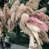 200 Ornamental PINK PAMPAS GRASS Cortaderia Selloana Rosea Seeds