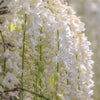5 WHITE WISTERIA Floribunda Alba Ornamental Japanese Flower Vine Seeds