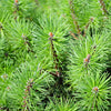 25 MUGO PINE Dwarf Evergreen Pinus Pumilio Shrub Seeds