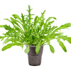 2000 ARUGULA Eruca Vesicaria Sativa Greens Vegetable Seeds