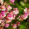 50 ROSE STAR COLUMBINE Aquilegia Caerulea Bicolor Rose Pink & White Flower Seeds