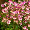 50 ROSE STAR COLUMBINE Aquilegia Caerulea Bicolor Rose Pink & White Flower Seeds