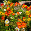 Iceland Poppy Mix Seeds – Papaver Nudicaule Mixed Colors Flower – photo 4