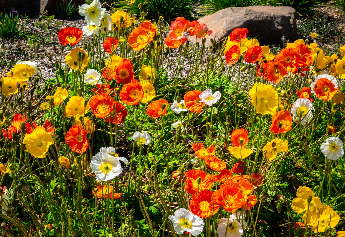 Iceland Poppy Mix Seeds – Papaver Nudicaule Mixed Colors Flower – photo 4