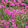 1000 TALL CATCHFLY (Campion / None So Pretty) Silene Armeria Pink Flower Seeds