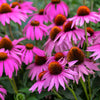1000 PURPLE CONEFLOWER Echinacea Purpurea Heirloom Flower Herb Seeds