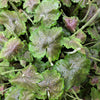 1200 Prairie Alumroot CORAL BELLS / HEUCHERA Richardsonii Shade Flower Seeds