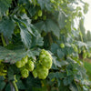 25 COMMON HOPS European Humulus Lupulus Vine Seeds Beer Making Ingredient Seeds
