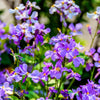 500 Purple FEBRUARY ORCHID Violet Cress Orychophragmus Violaceus 2" Flower Edible Vegetable Seeds