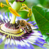 Yellow Passion Fruit Seeds – Vine Passiflora Edulis Flavicarpa Golden Passionfruit Purple & White Flower – photo 2