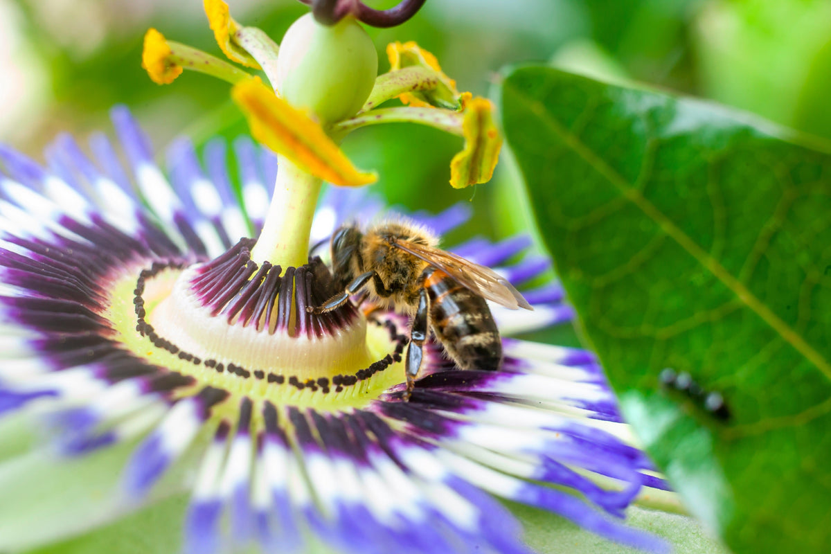 Yellow Passion Fruit Seeds – Vine Passiflora Edulis Flavicarpa Golden Passionfruit Purple & White Flower – photo 2
