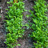 1000 Fine Curled PEPPERGRASS / PEPPERCRESS / WATERCRESS Lepidium Sativum Greens Sprouts Vegetable Sprouting Seeds