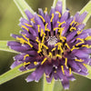 50 MAMMOTH Sandwich Island SALSIFY Tragopogon White Root Vegetable Oyster Flower Seeds