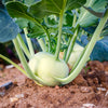2000 WHITE VIENNA KOHLRABI German Turnip / Turnip Cabbage Brassica Oleracea Root & Leaf Vegetable Seeds