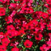 500 Red SCARLET FLAX Linum Grandiflorum Rubrum Flower Seeds