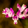 50 MILK VETCH Astragalus Sinicus Pink Purple Flower Ground Cover Legume Seeds