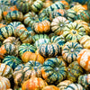 15 CARNIVAL SQUASH Winter Cucurbita Pepo Vegetable Seeds