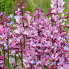 10 RED GAS PLANT Fragrant Fire Plant Dictamnus Albus Ruber Flower Seeds