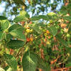 50 INDIAN GINSENG Withania Somnifera Ashwaganda Herb Flower Seeds