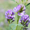 Cimarron Alfalfa Seeds – Medicago Sativa Ground Cover Forage Purple Flower – photo 8