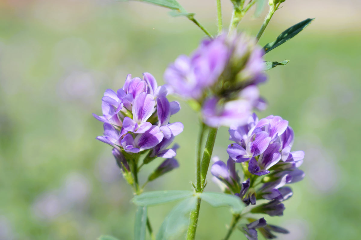 Cimarron Alfalfa Seeds – Medicago Sativa Ground Cover Forage Purple Flower – photo 8