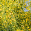 25 JERUSALEM THORN TREE Mexican Palo Verde Parkinsonia Aculeata Yellow & Red Flower Large Shrub Small Tree Legume Seeds