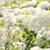 50 White CHINESE SPIREA Spiraea Chinensis Flower Bush Shrub Seeds