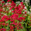 50 RED JUPITER'S BEARD Valerian Keys of Heaven Centranthus Ruber Flower Seeds
