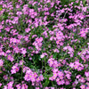 100 Victoria PINK FORGET Me NOT Myosotis Alpestris Shade or Sun Flower Seeds