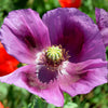 400 PERSIAN BLUE POPPY Papaver Somniferum Flower Seeds