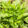 200 LARGE LEAF SORREL (Garden Sorrel / Spinach Dock / Redshank) Rumex Acetosa Vegetable Seeds