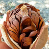 5 TRUE MAHOGANY TREE Honduran Big Leaf Sky Fruit Swietenia Macrophylla Seeds