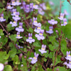 100 KENILWORTH IVY (Ivy-Leaved Toadflax) Cymbalaria Muralis Vine Flower Seeds