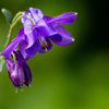 100 PURPLE COLUMBINE Aquilegia Vulgaris Flower Seeds