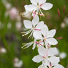 100 White GAURA WHIRLING BUTTERFLIES Gaura Lindheimeri Flower Seeds