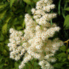 30 CHINESE SUMAC TREE Nutgall White Flowers Red Berries Rhus Chinensis Seeds