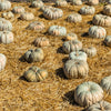 15 JARRAHDALE GREEN PUMPKIN Jarradale Blue Grey Cucurbita Maxima Vegetable Seeds