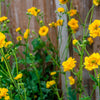 10 Yellow Lady Stratheden GEUM Chiloense Flower Seeds